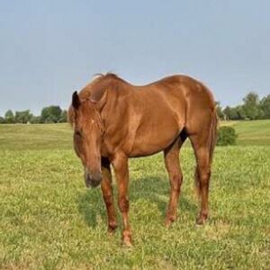 Meet your Posher, Saije